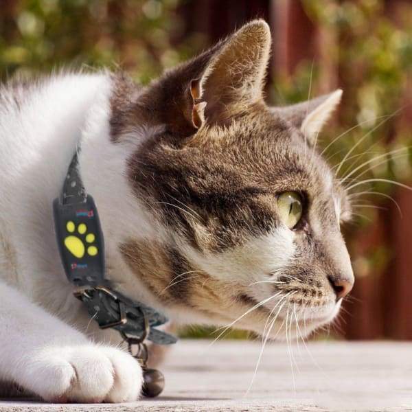 Katzenortungshalsband Mit Echtzeit GPS